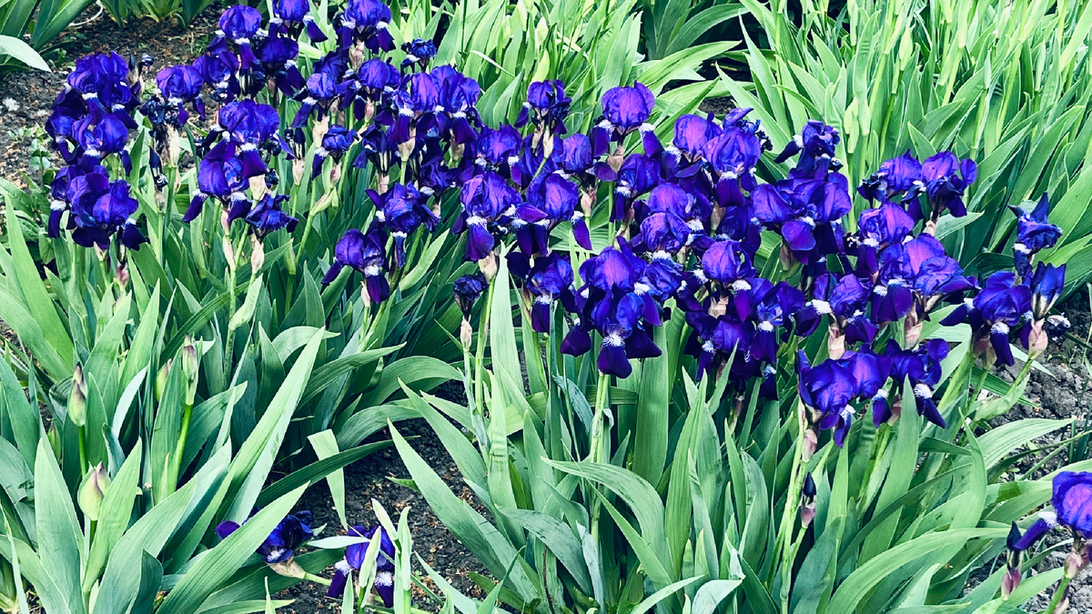 Ирисы