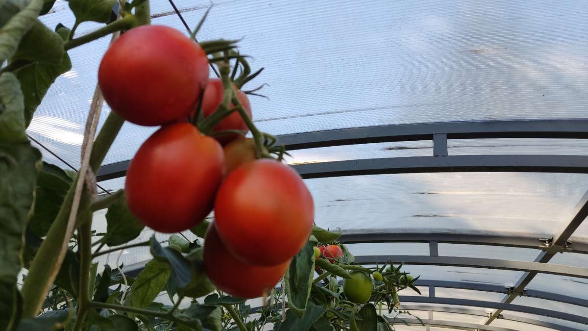 Осенний урожай томатов подпирает крышу теплицы
