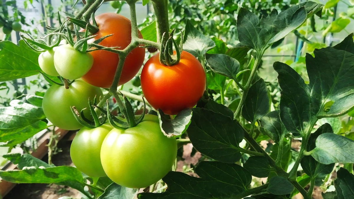 Но томаты - это другое дело. Томатам азот нужен в минимальных дозах. 