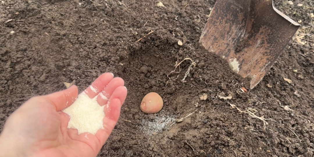 Никогда не сажайте картошку без этого! Что положить в лунку, чтобы не было проволочника, а картофель вырос крупным, ведро с куста