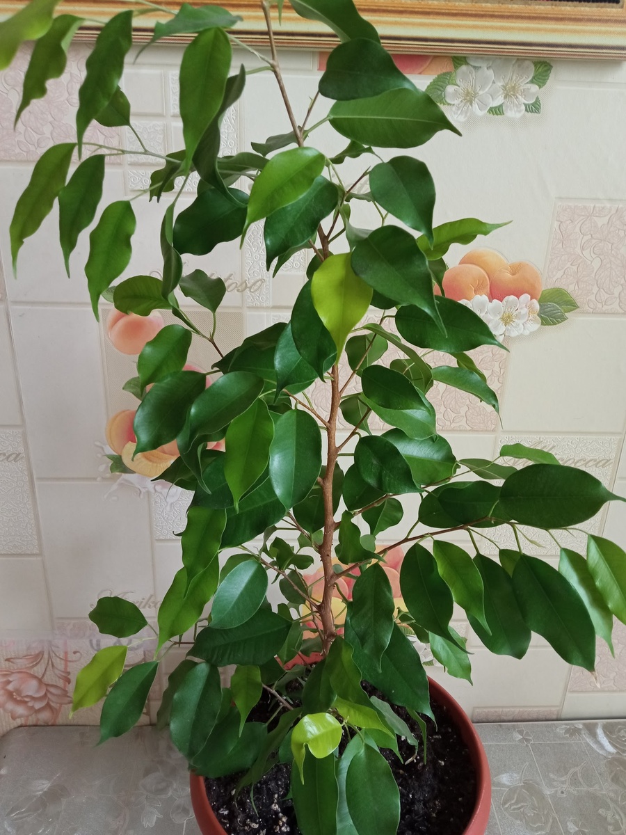 Фикус Эстер