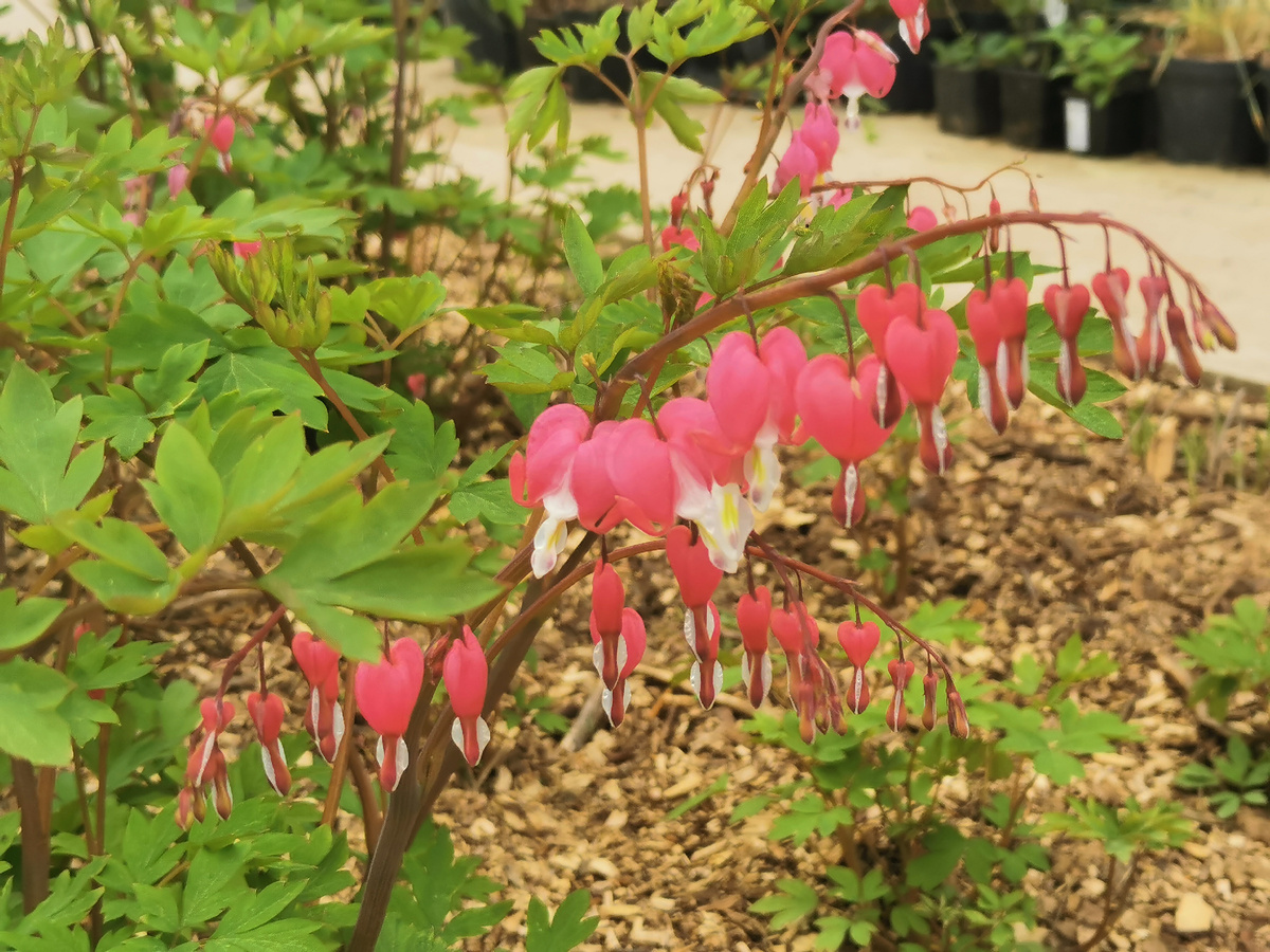 Гирлянды разбитых сердечек