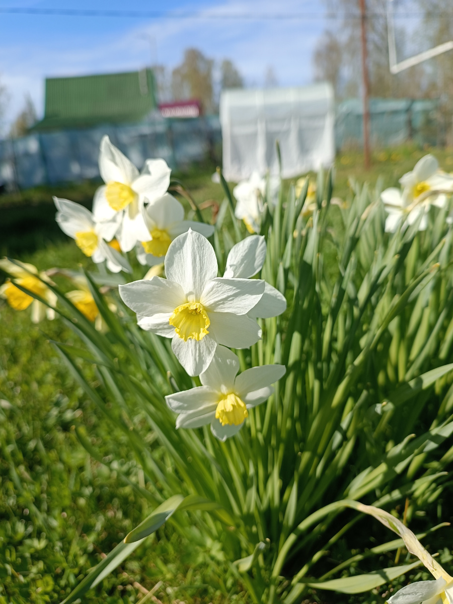 Нарцисс. И ничего им не страшно! Это ещё вот предыдущих хозяев. Они пережили глобальную чистку участка, регулярный покос)))