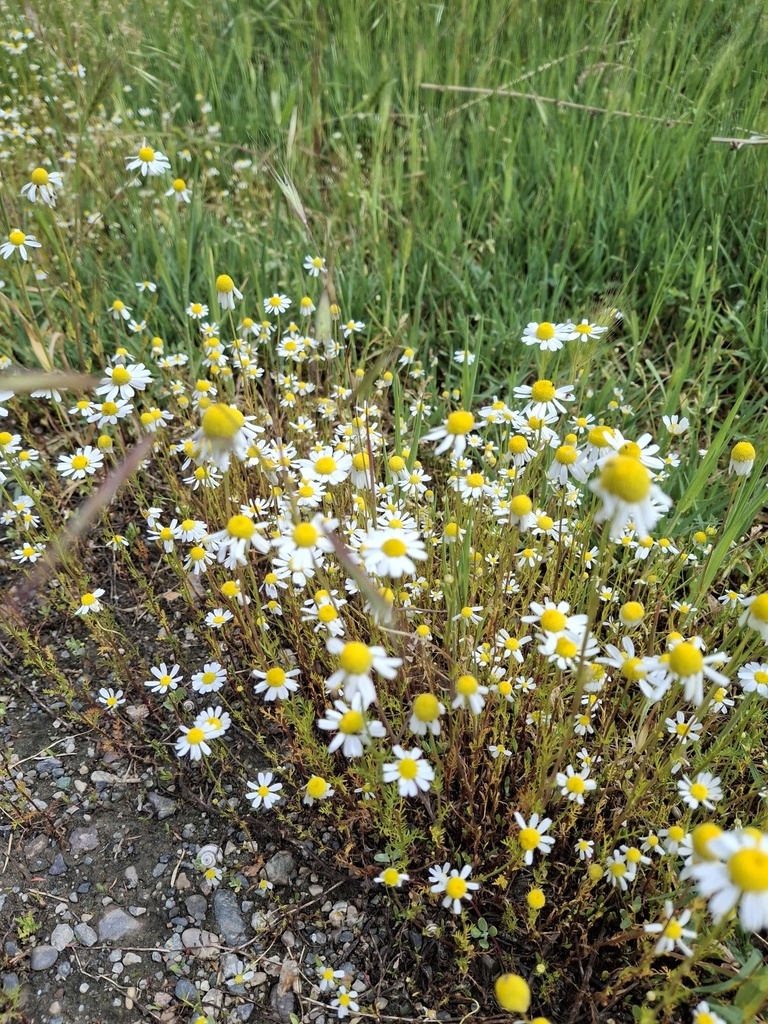 14.05.2025 Ромашка аптечная у дороги по пути к Лепешке