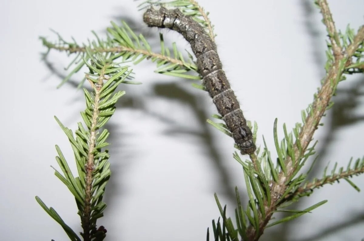    Леса Иркутской области до 5 июня обработают от сибирского шелкопряда