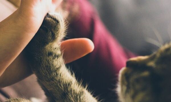    Фото: Unsplash / Jonas Vincent Ольга Чистова