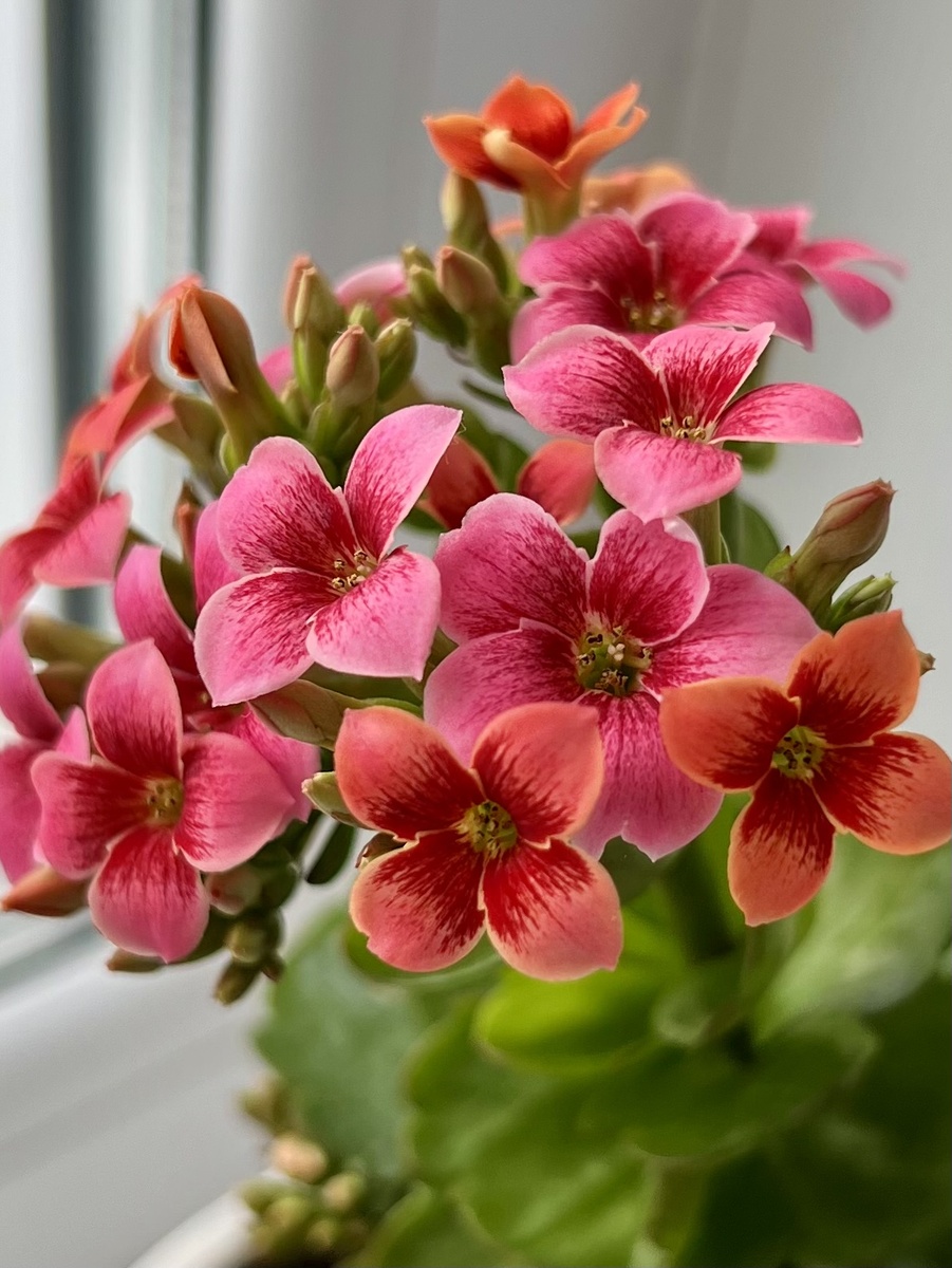 Личное фото. Каланхоэ. 