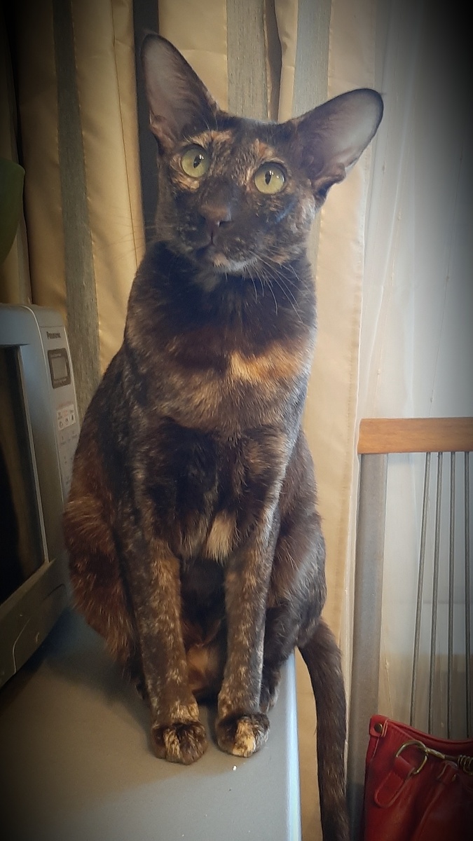 Мамуль, ты че такая нервная? Давай я тебе пюре с котлеткой согрею в микроволновке? 