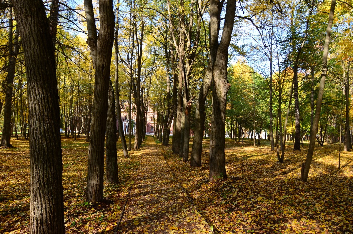 Источник: wikipedia.org Автор: Viola Luchansky CC BY-SA 4.0