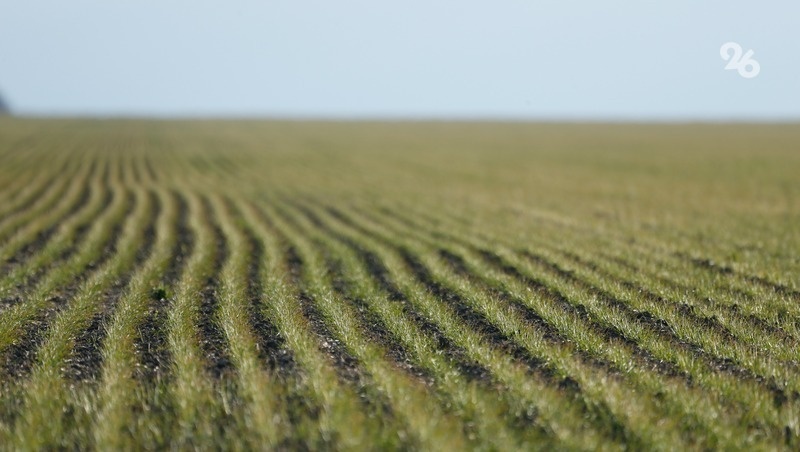    В 2025 году в регионе против саранчи обработают 110 тыс. га земли Фото: ИА «Победа26»