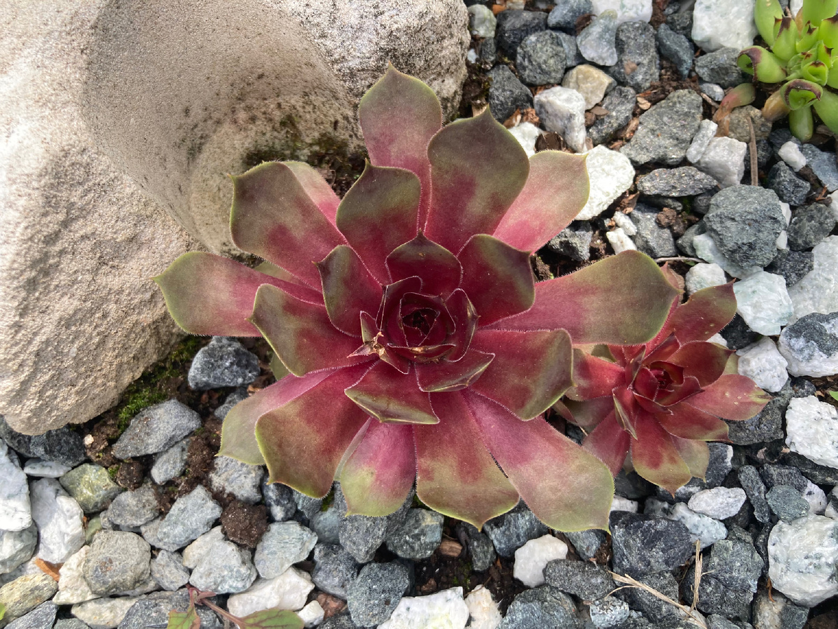 Молодило Pink Pomelo, май, фото мое