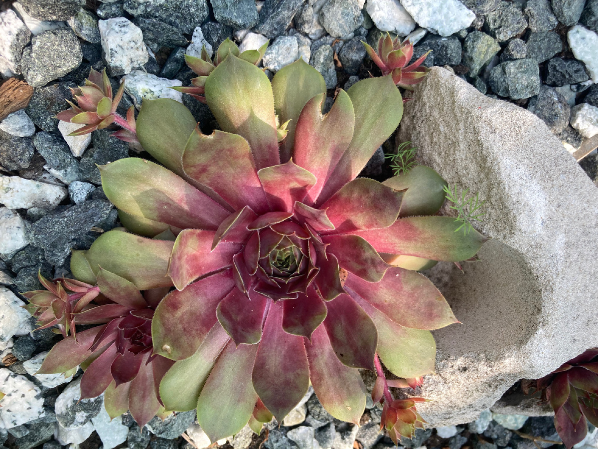 Молодило Pink Pomelo, июнь, фото мое