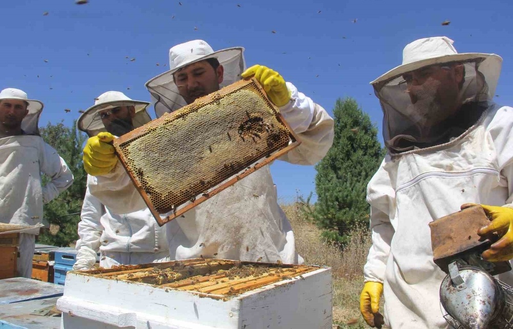 Потери пчел в крупнейшем пчеловодном хозяйстве США
