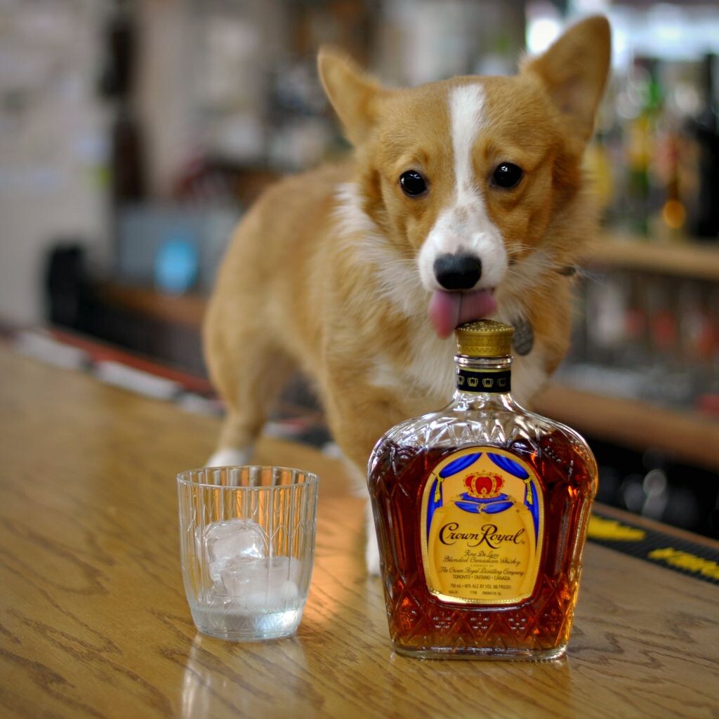 Рони напоминает: ЧРЕЗМЕРНОЕ УПОТРЕБЛЕНИЕ АЛКОГОЛЯ ВРЕДИТ ВАШЕМУ ЗДОРОВЬЮ!