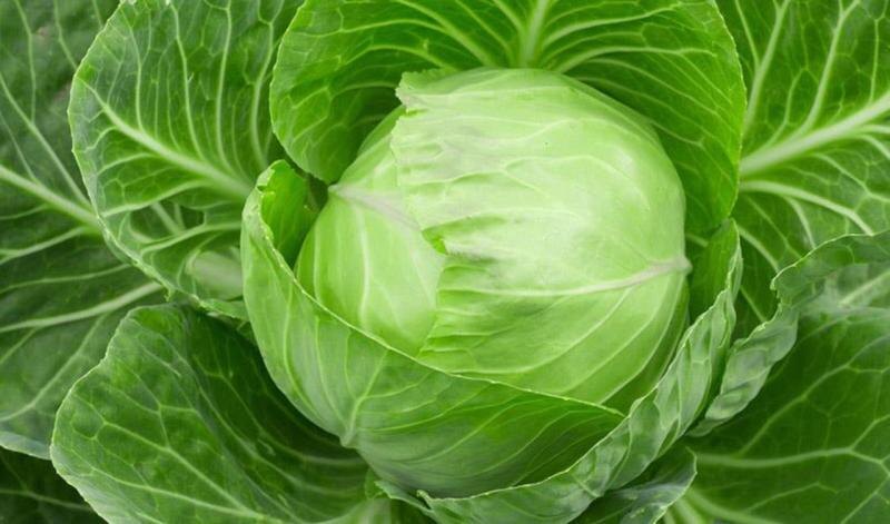    Фото сайта Минсельхоза России Валерия Стальная