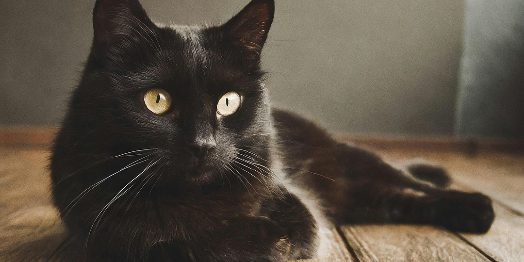 Я уйду вместе с ней