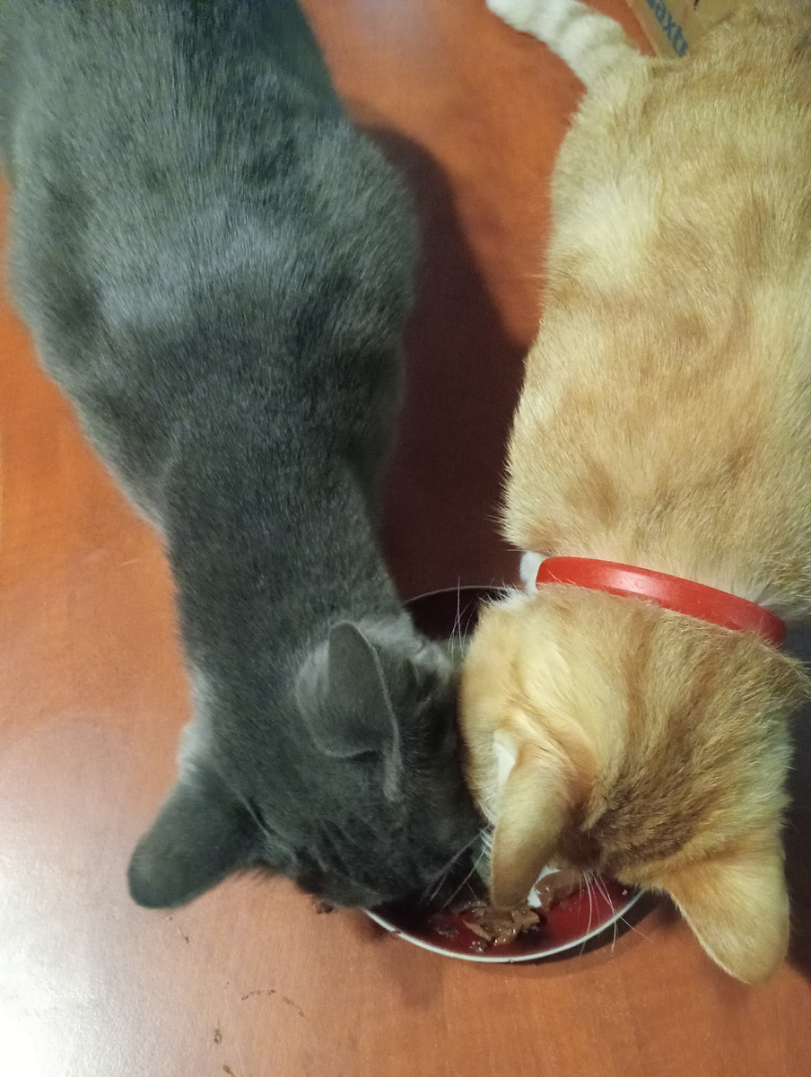 Вон шею, как у жирафа вытянула!