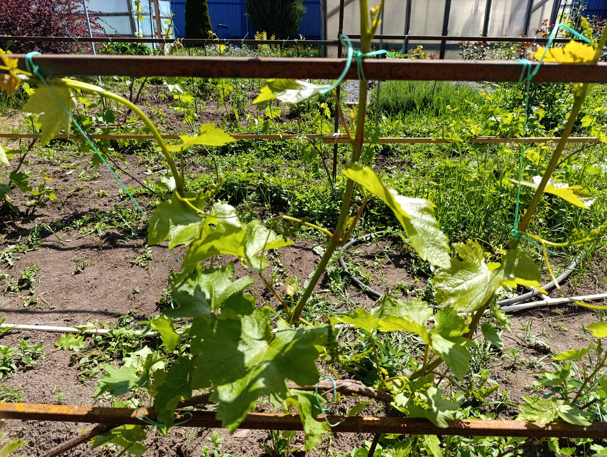 Не  судите строго, все ещё учусь. Восторг  чёрный. Рекомендуют оставлять плети через 10 см не меньше. Фото автора канала Птичка Степная