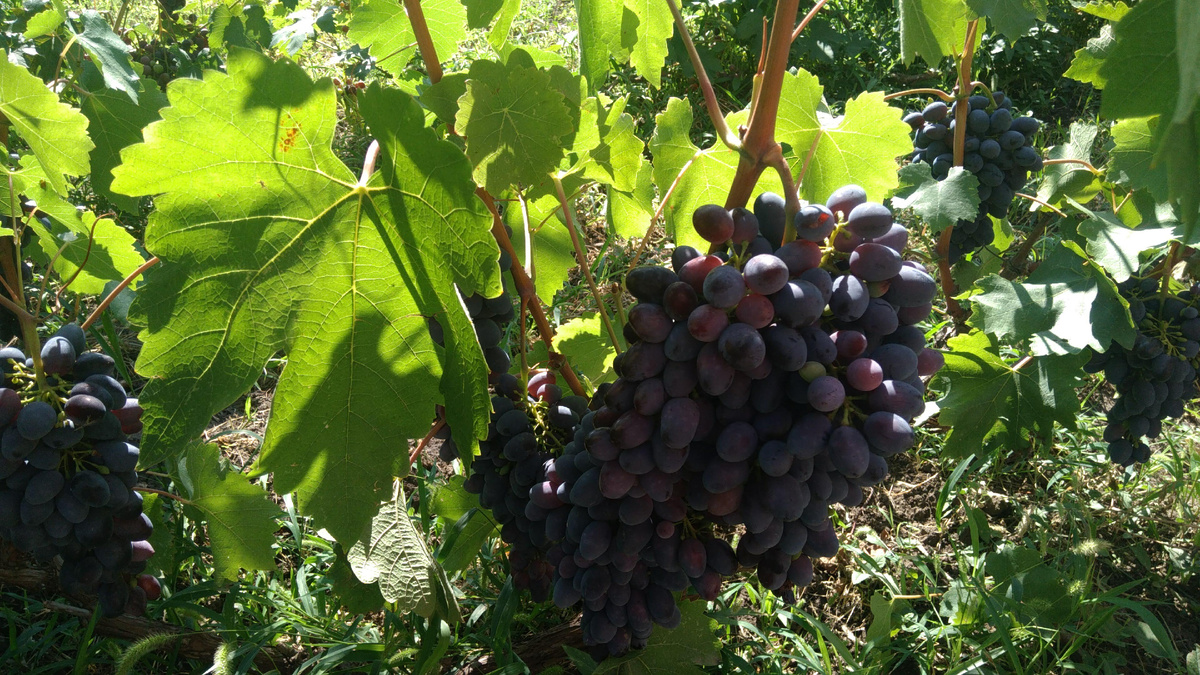 Восторг чёрный, столовый сорт. Фото автора канала Птичка Степная