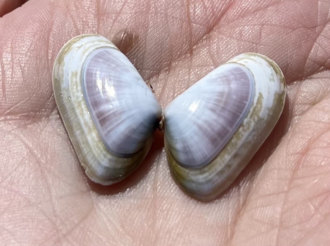 Вот такая бабочка как-то попалась