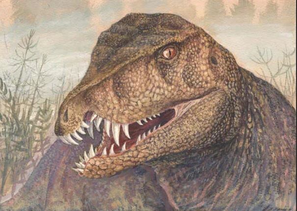 Портрет чалышевии.