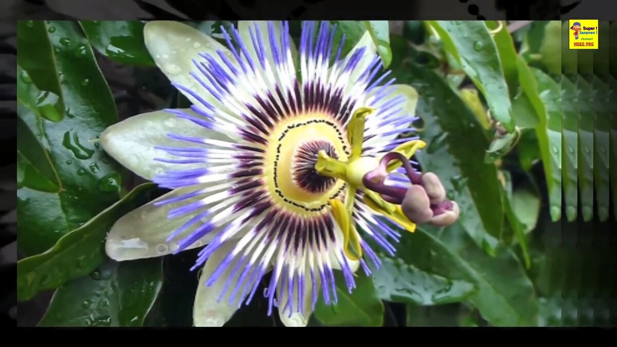 Красота спасёт мир