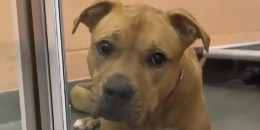 Собака не может понять, почему ее сдали в приют