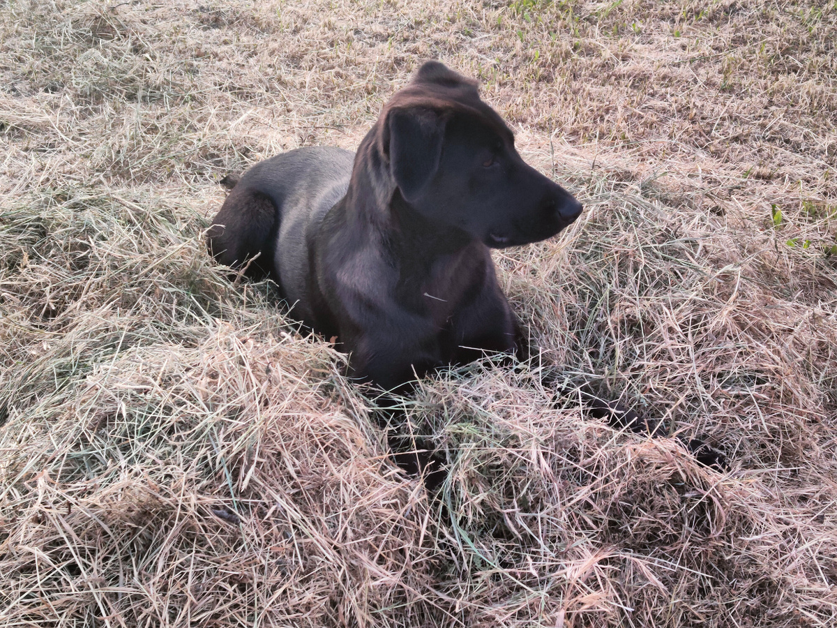 Хорошо лежит 