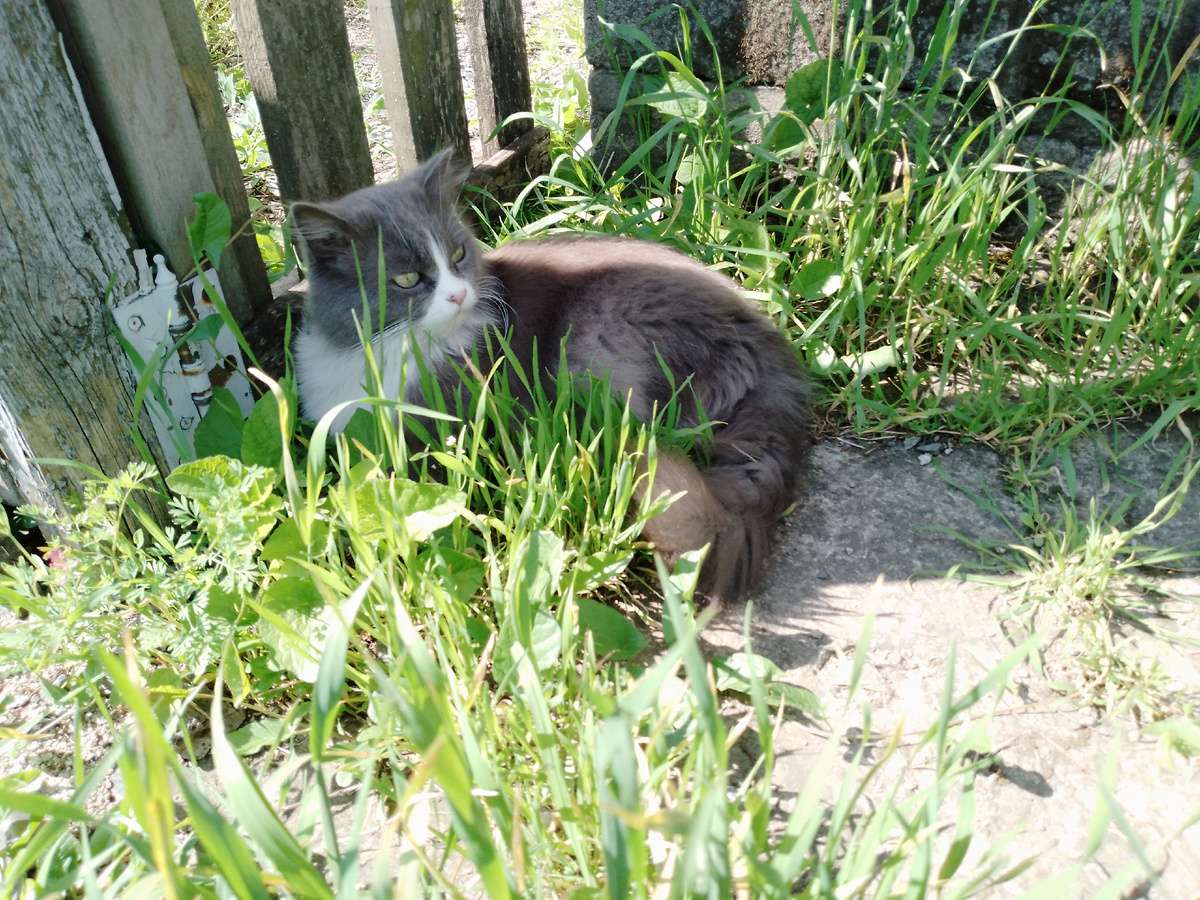 Нюся  за нами наблюдает. 