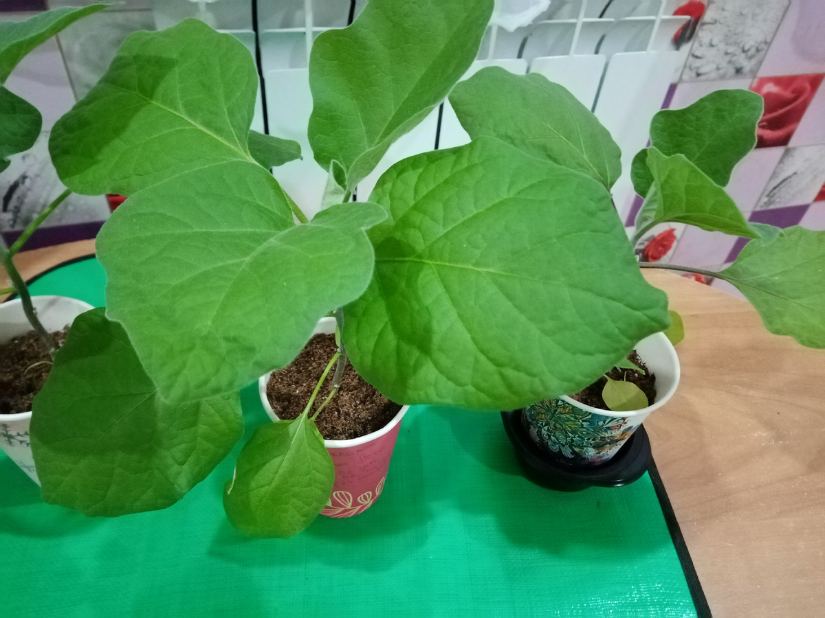 баклажанам 3 месяца/фото автора