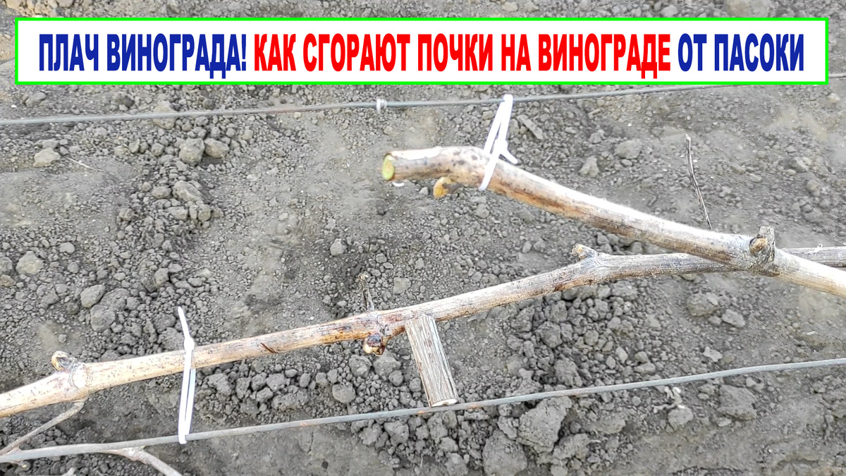 Готовлю эксперимент.