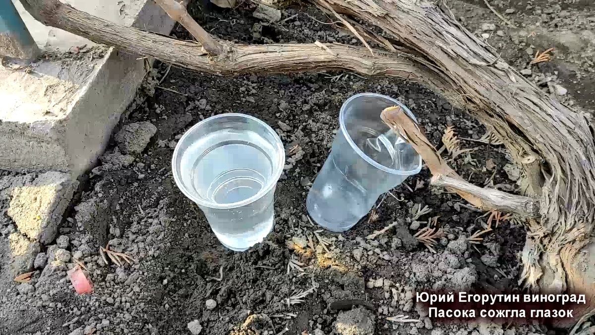 Пасока. Чистая и прозрачная, как слеза.