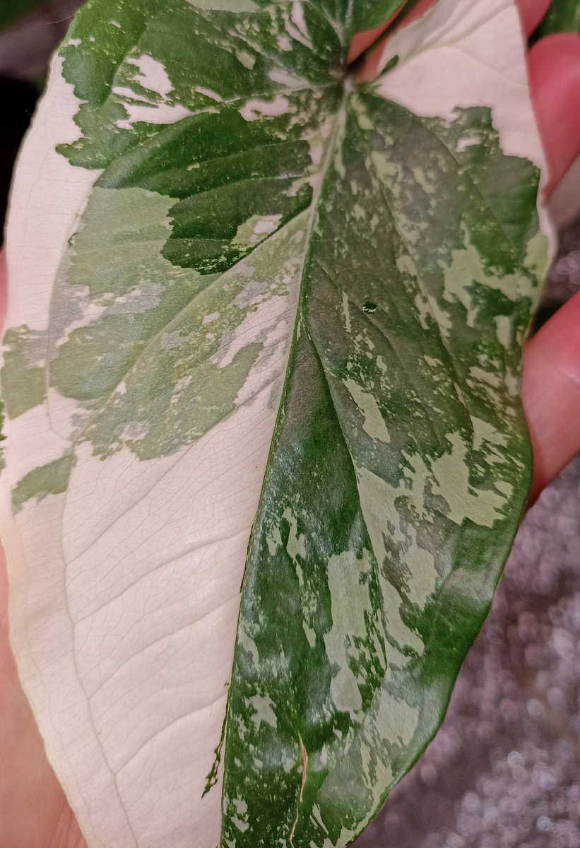 Империал вайт. Один из самых любимых. Безпроблемный и быстрорастущий.