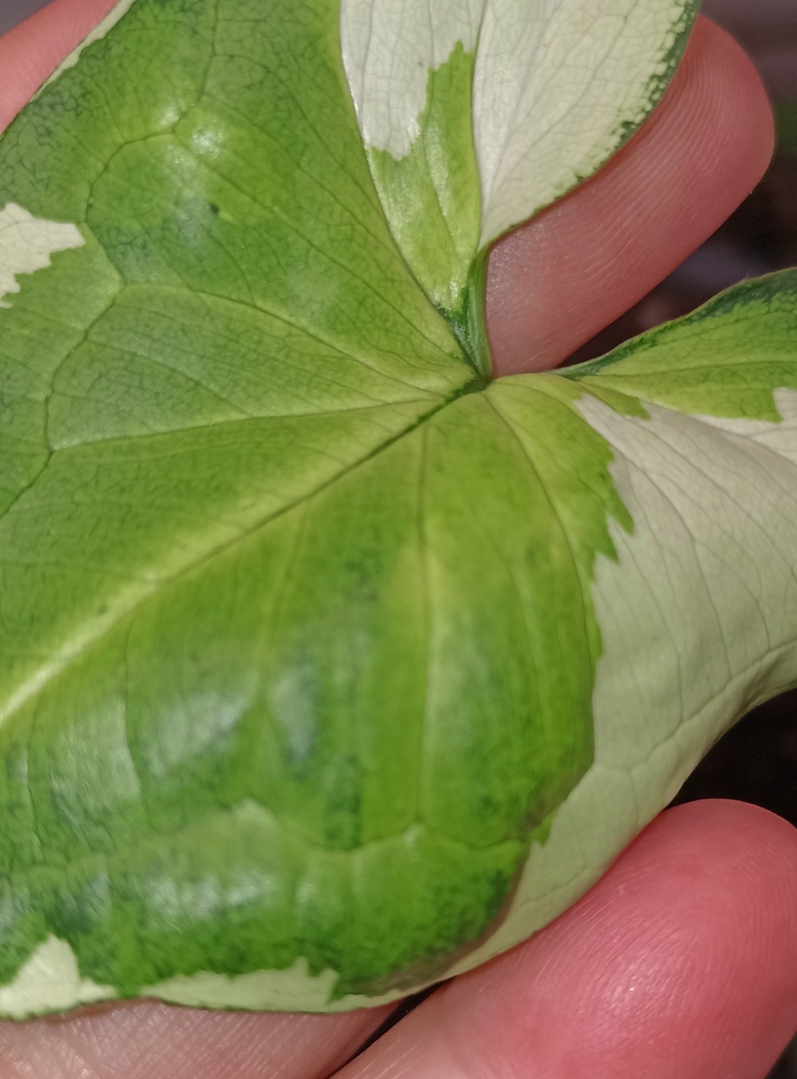 Три короля. 