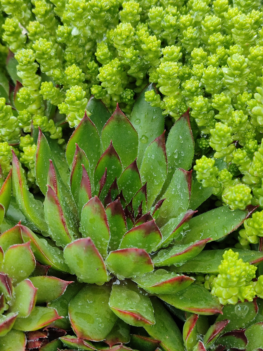 Мои розы в мае