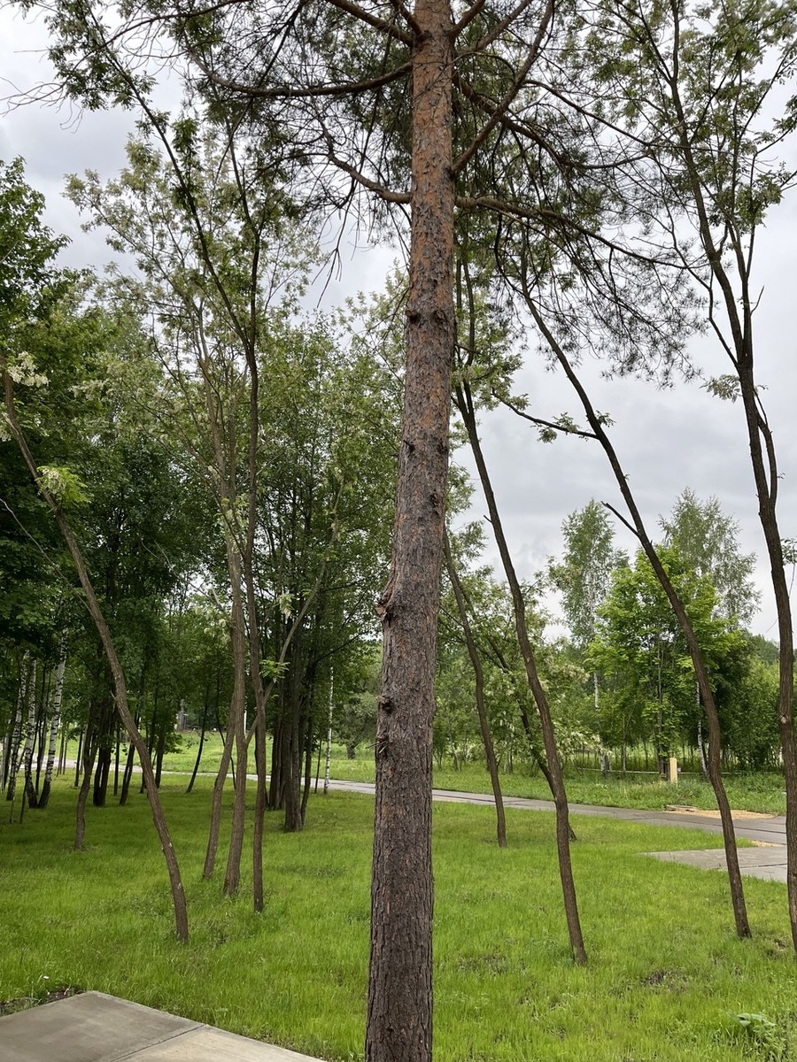 Вот такой вид теперь открывается с крыльца офиса. 