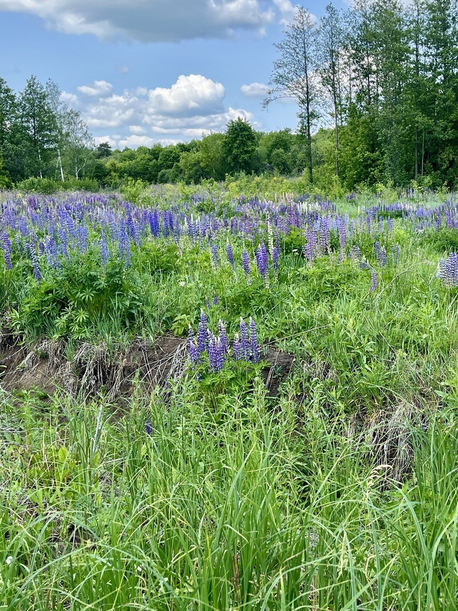 А ещё выиграла в обстановке вокруг. Вот такое поле люпинов увидела в обед, пока с коллегой гуляли. 
