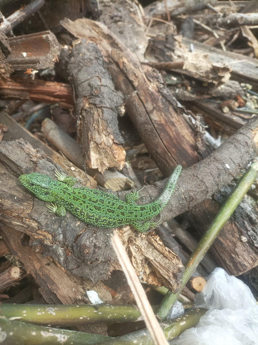 Ящерица зеленая