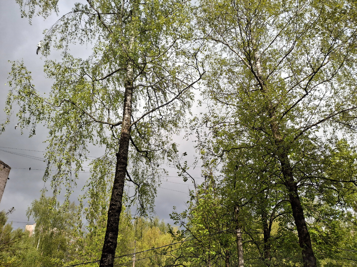 Фотография сделана автором 