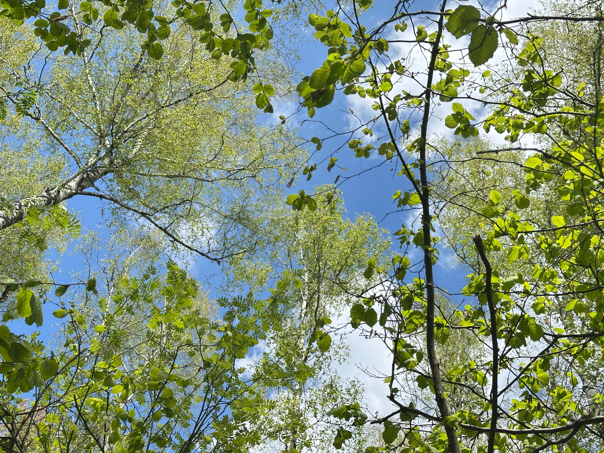 Только голову поднять ...