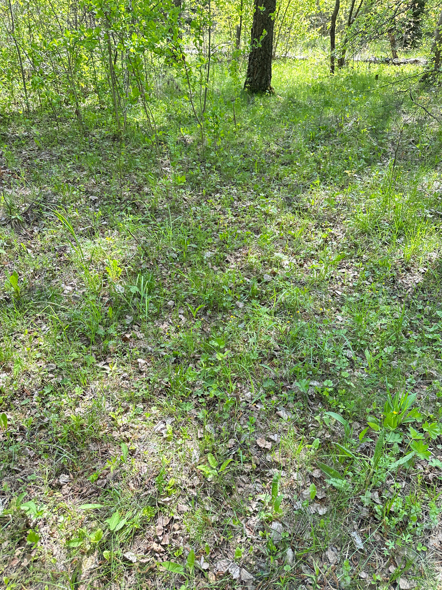 Все светлое, хоть и легкой кружевной тенью.