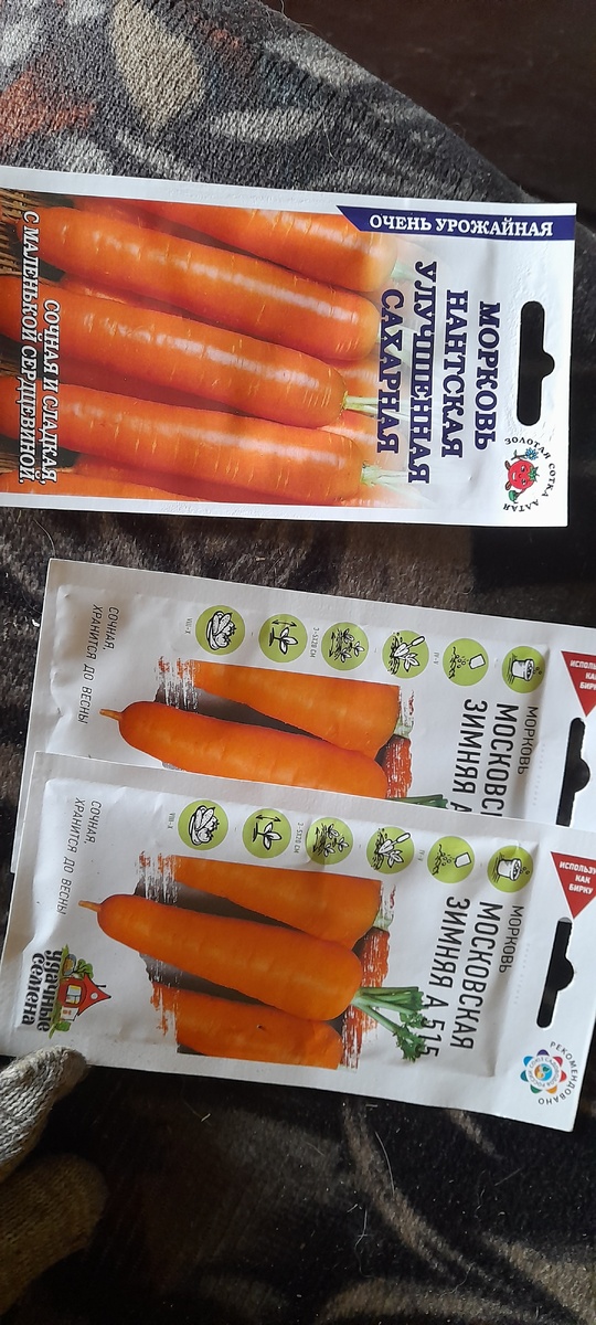 Морковь 