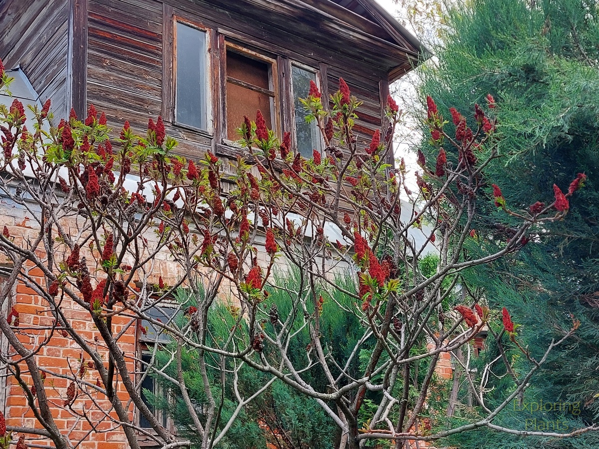 Сумах оленерогий (Rhus typhina) около домика Фукса весной