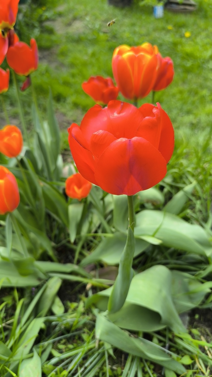 Трипл А на заднем плане с жёлтой каймой.