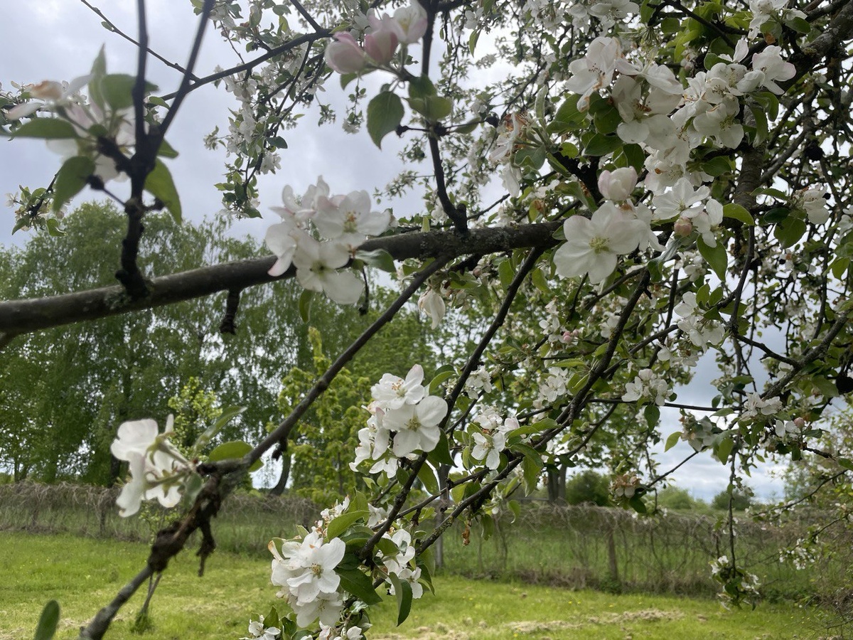Фруктовый сад. Здесь есть яблони, черешни, сливы, груши, алыча