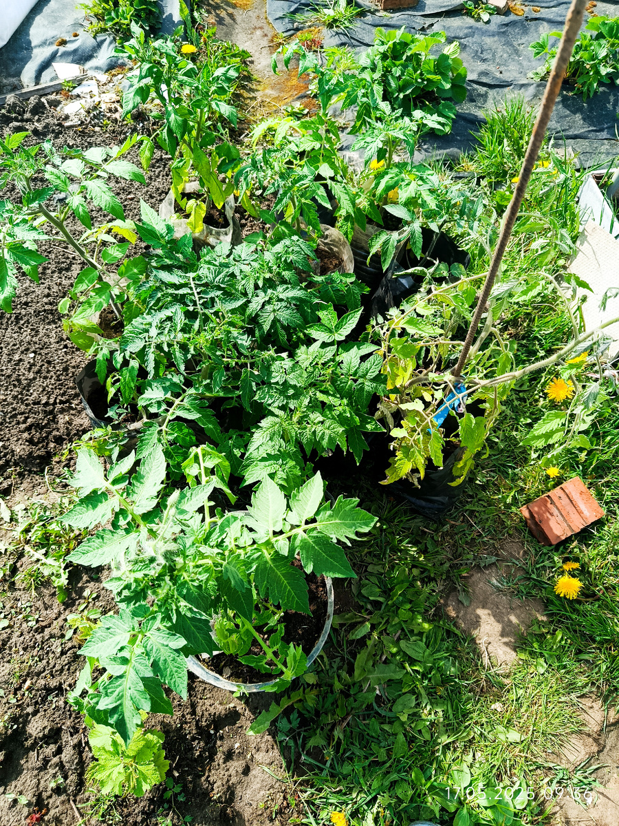 Собрала всех гномов в кучу