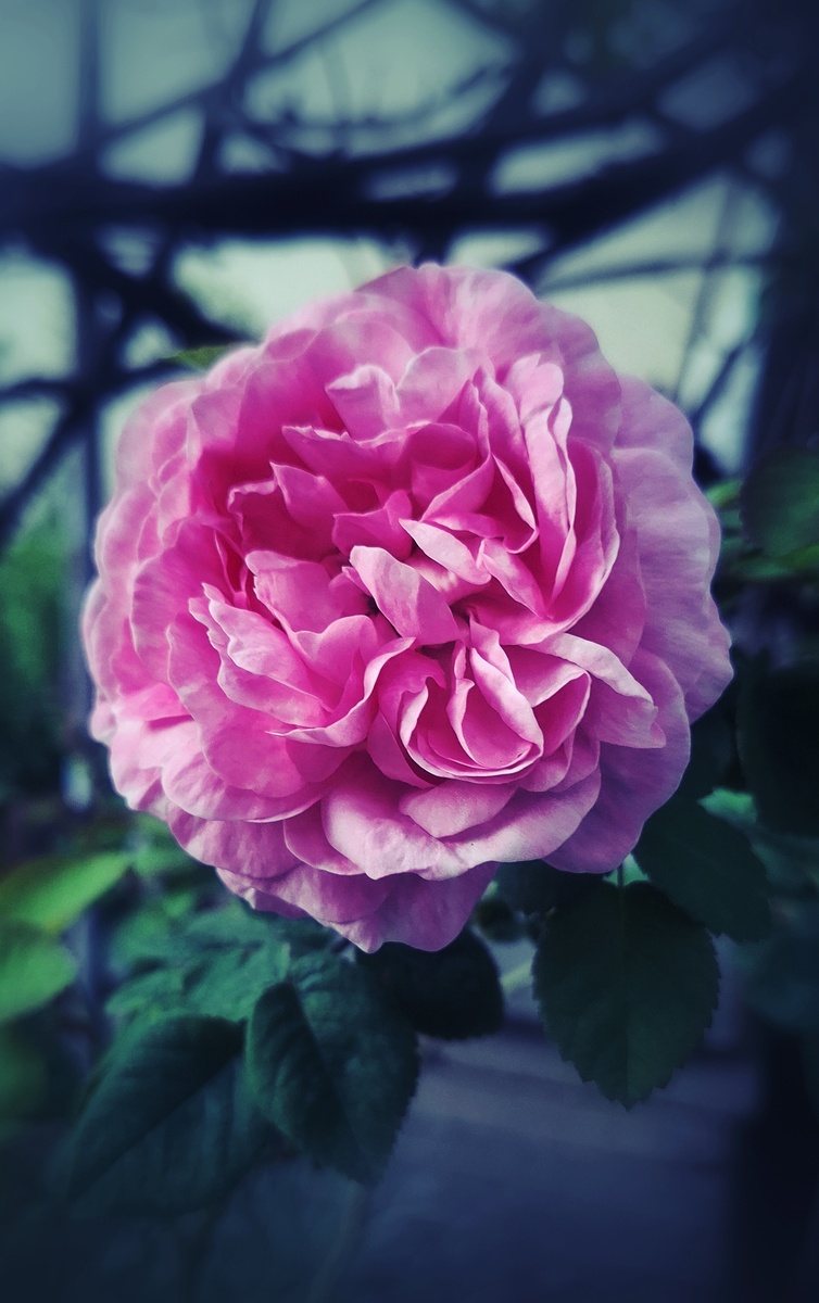 У нас в огороде