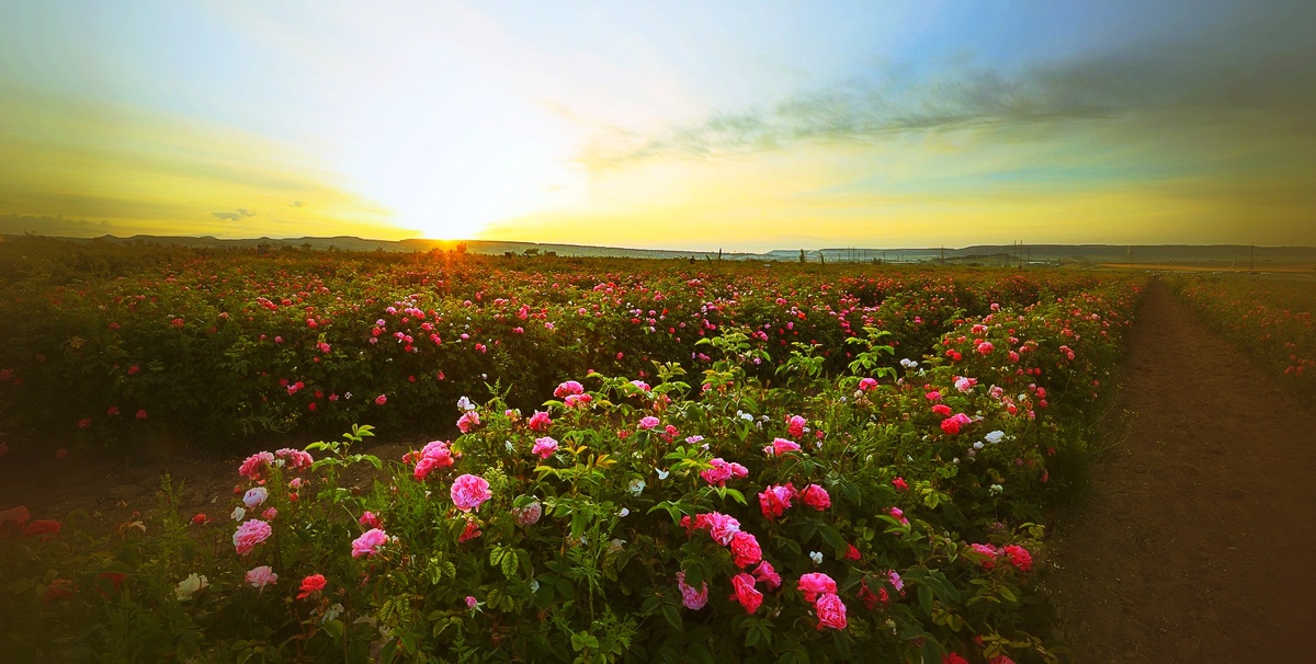 Чайная роза в Крыму 