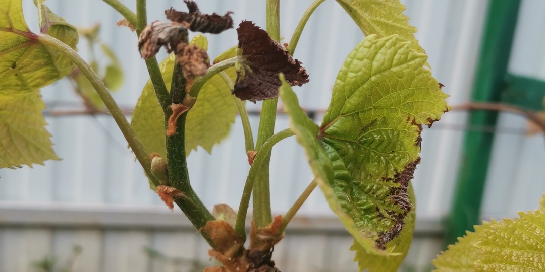 Кого удалить, а кого оставить - подскажет "виноградный семафор"