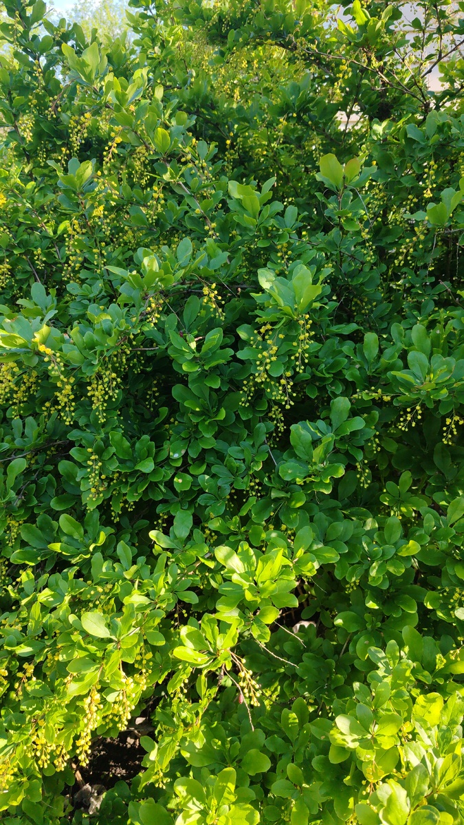 Зацветает барбарис. Запах от него 🥰